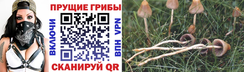 Псилоцибиновые грибы Magic Shrooms  Купить закладки  Дыгулыбгей 
